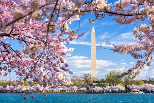 Cherry blossoms trees with river view in Washington DC